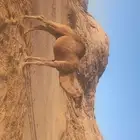 قعود طيب للبيع