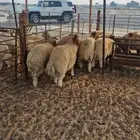 ذبايح حري نعيم تيوس