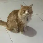 قط للبيع