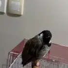 بلبول الموسم اليف