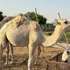 حق اوضح على بيع عبدالله القاسم فهاق