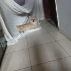كلب للبيع وفي مروحه