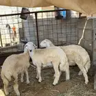 طليان حريه