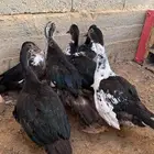 بط مصري تم البيع