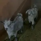 معزة وبنتها قزمية