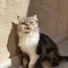 قط ذكر لتبني