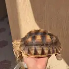 للبيع سلاحف سولكاتا