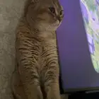 قطة سكوتش ستريت