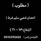 مطلوب حصان