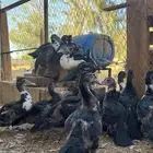 صيصان بط مصري