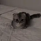 قط سكوتش فولد ذكر