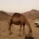 جمل احمر
