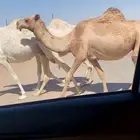 لقحات مقاريب