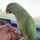 دره أليف