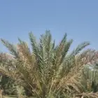 اصناء في سبيل الله بدون مقابل