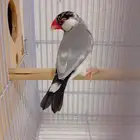 جوز جاوا اليف توه بايض