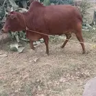 بقره للبيع