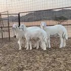 بهم تربيه فاخر4 طليان