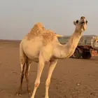 بكره للبيع