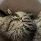 قطه صغيرة لتبني