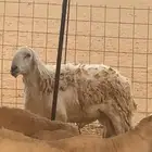 طلي فحل صنف مشروط السن رباع توه مكسر سدس