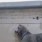 حصان شعبي
