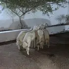 طليان حريه جبر