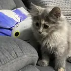 قطوه
