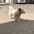كلب ذكر للتبني