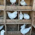 حمام فرنسي ابيض