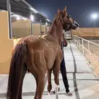 فحل شعبي مشروك
