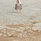 واز اللبيع