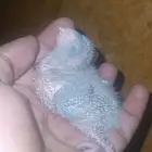 فرخ كويكر ( ازرق - فايلوت )