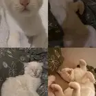 قط للتبني سكوتش فولد   همالايا