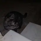 قطه مفقوده وين صاحبها