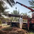 نخل للبيع