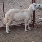 مشروع فحل