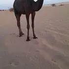 عشاير