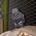حمام زينه