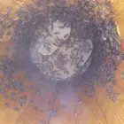 نحل بلدي اميات للبيع