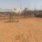 لقحه جذعه