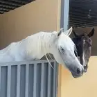 فرس واهو فاااخره