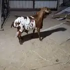 فحل بربري يقرع ومنتج بالأحساء