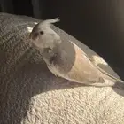 المدينه المنوره حي الملك فهد