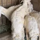 طليان حري تربية مزرعة (تم البيع)