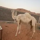 ناقه قصب سمين