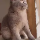 قطه سكوتش ستريت للبيع