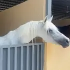 مطلوب خيول ركوب شعبيه