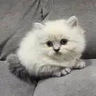 قطط هملايا عمرها شهرين