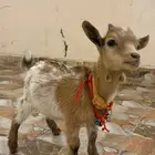 الماعز القزم